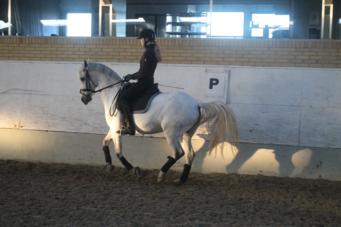 Anden særlig race Lilleprins - Min sejeste pony billede 2