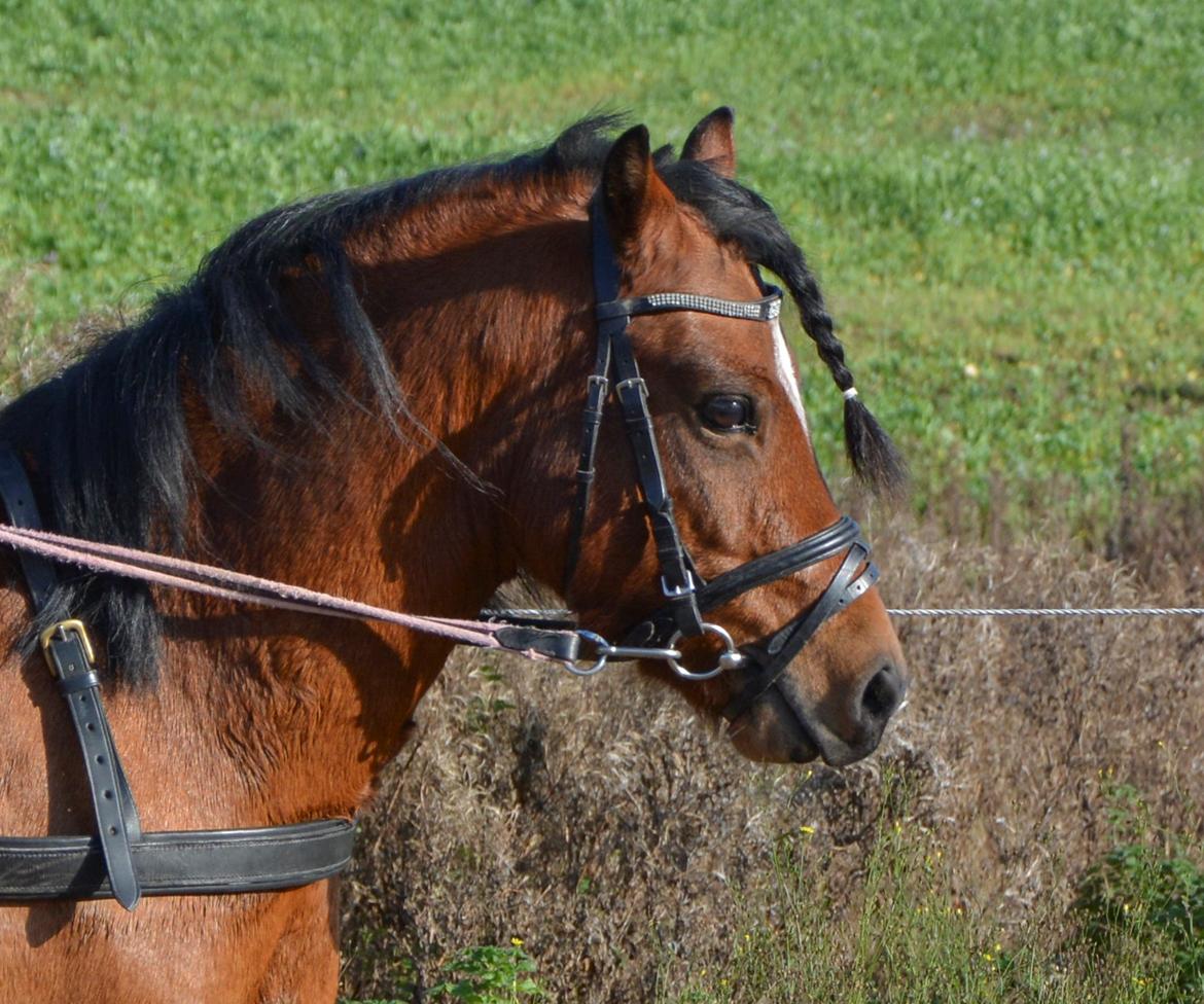 Welsh Pony (sec B) BARNHOEVE´S BART billede 9
