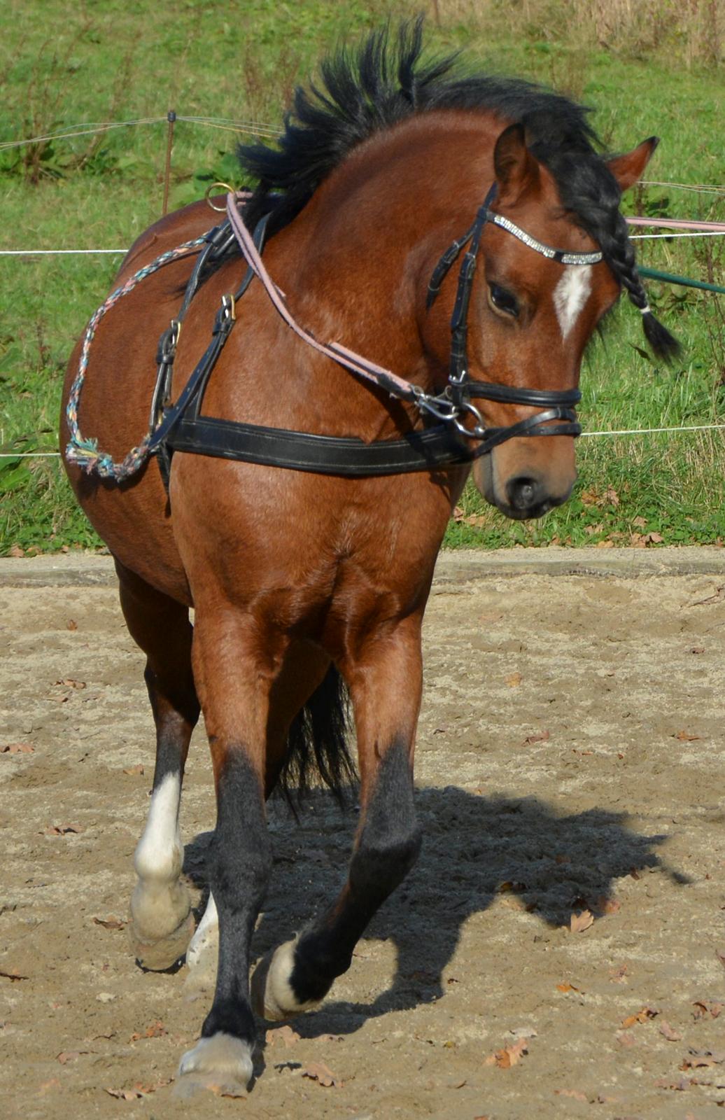 Welsh Pony (sec B) BARNHOEVE´S BART billede 8