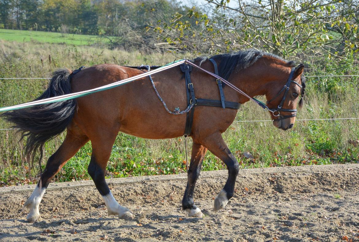 Welsh Pony (sec B) BARNHOEVE´S BART billede 10