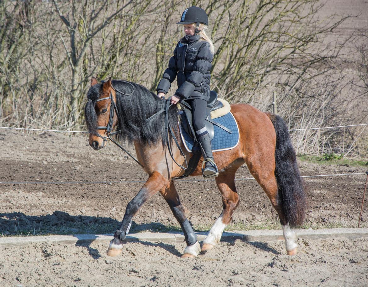 Welsh Pony (sec B) BARNHOEVE´S BART billede 15