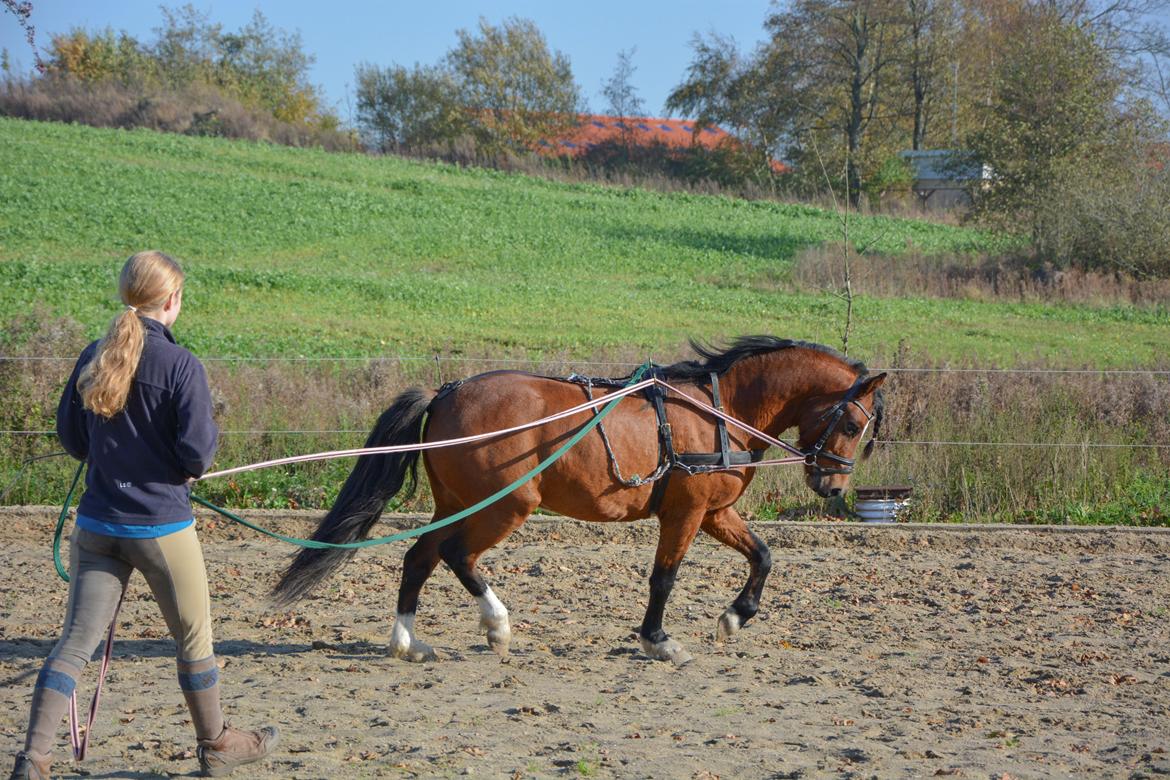 Welsh Pony (sec B) BARNHOEVE´S BART billede 11