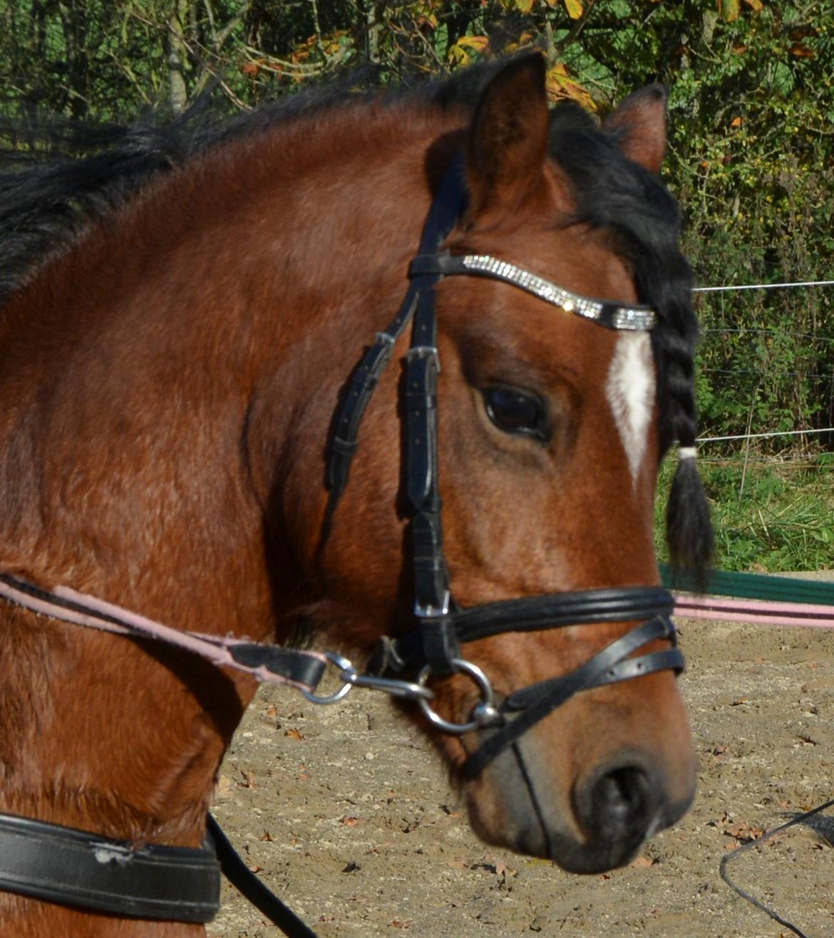 Welsh Pony (sec B) BARNHOEVE´S BART billede 16
