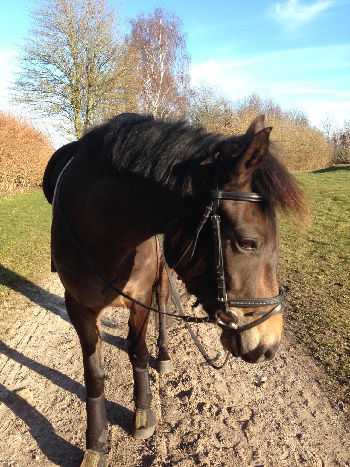 New Forest *Elmholts Odeth* Himmelhest billede 9