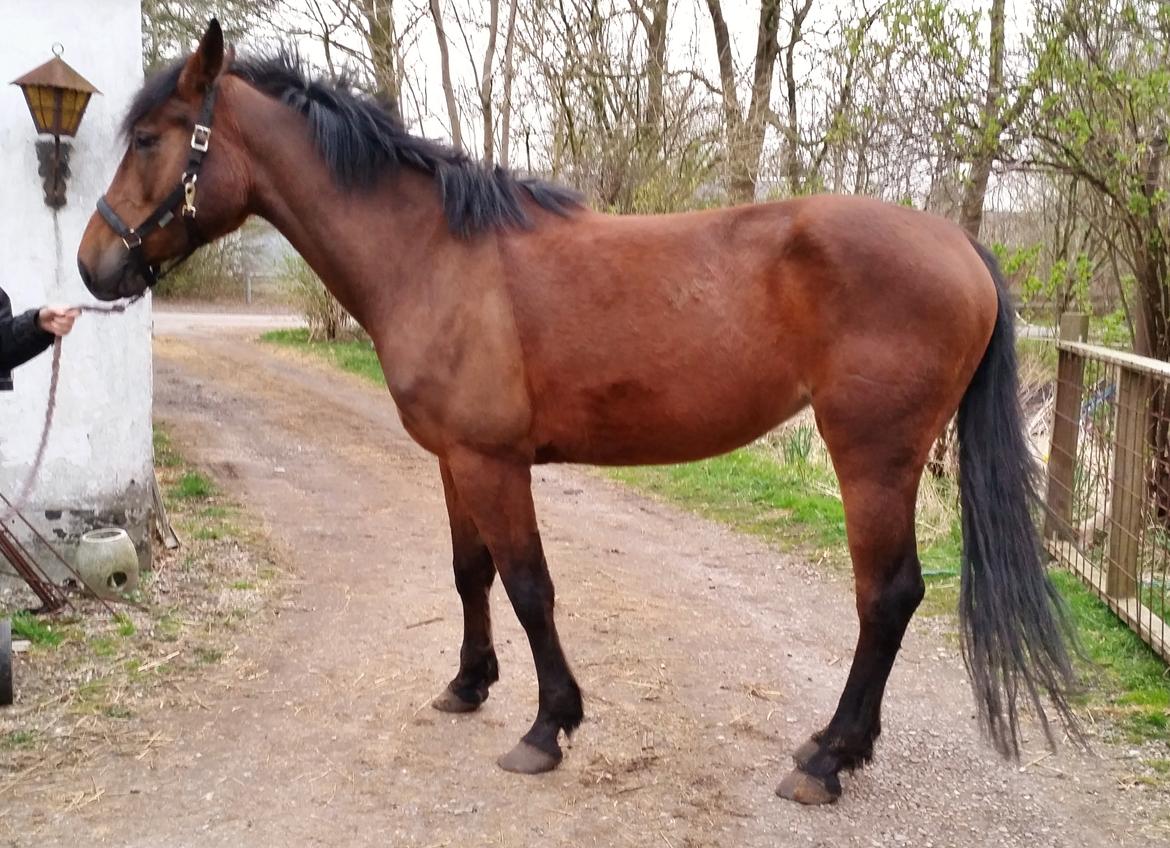 Anden særlig race Kokholms calypso - Det første billede jeg tog af hende :-) billede 7