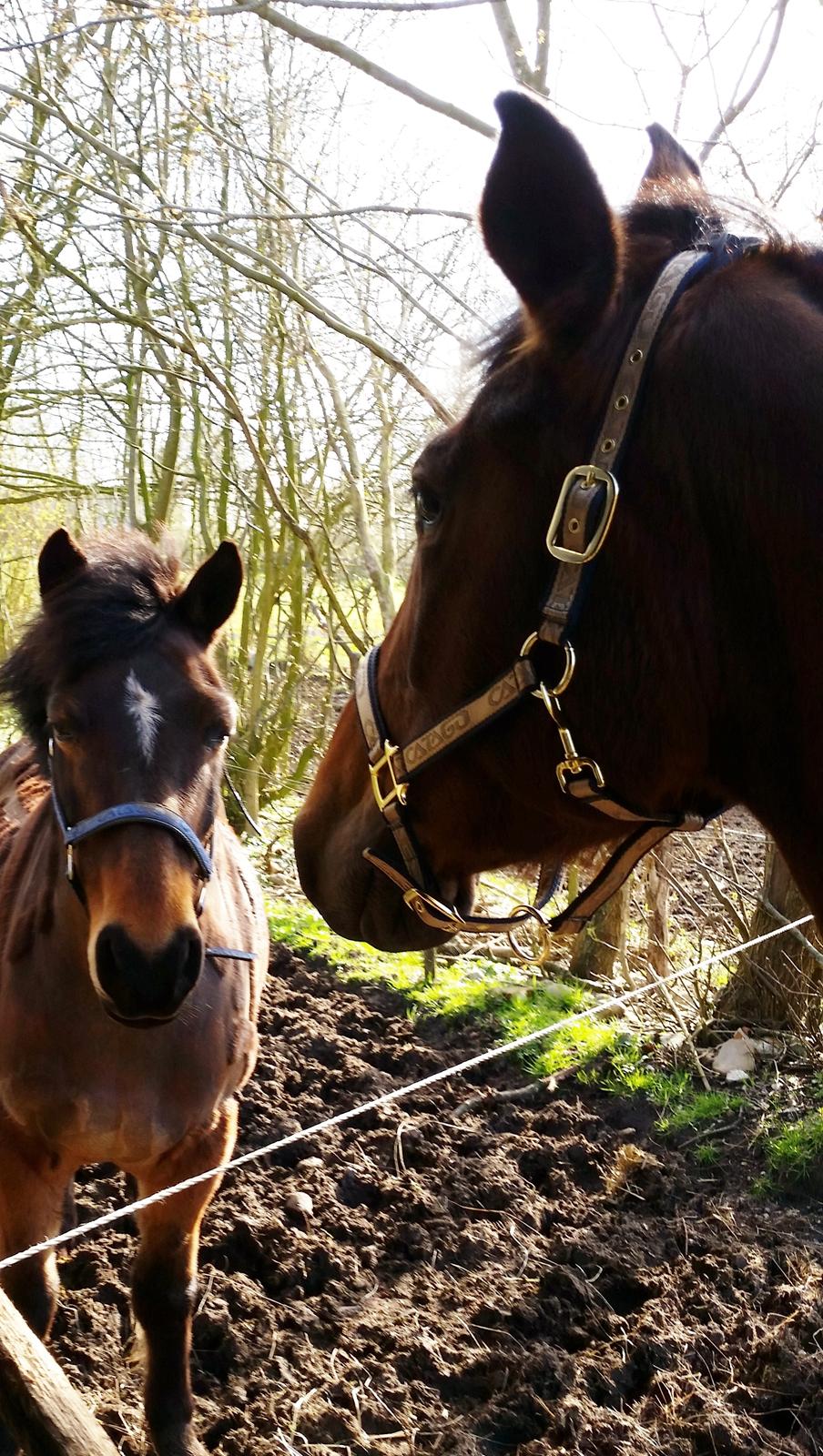 Anden særlig race Kokholms calypso - Calypso møder Beauty (gammel møder ny ridehest ;-) ) billede 8