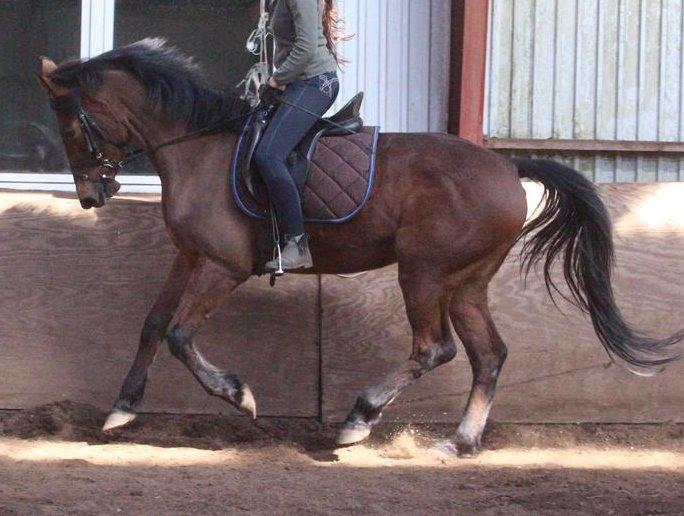 Anden særlig race Kokholms calypso billede 18