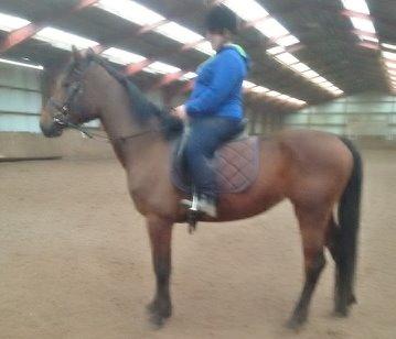 Anden særlig race Kokholms calypso - Min første ridetur på Calypso billede 17