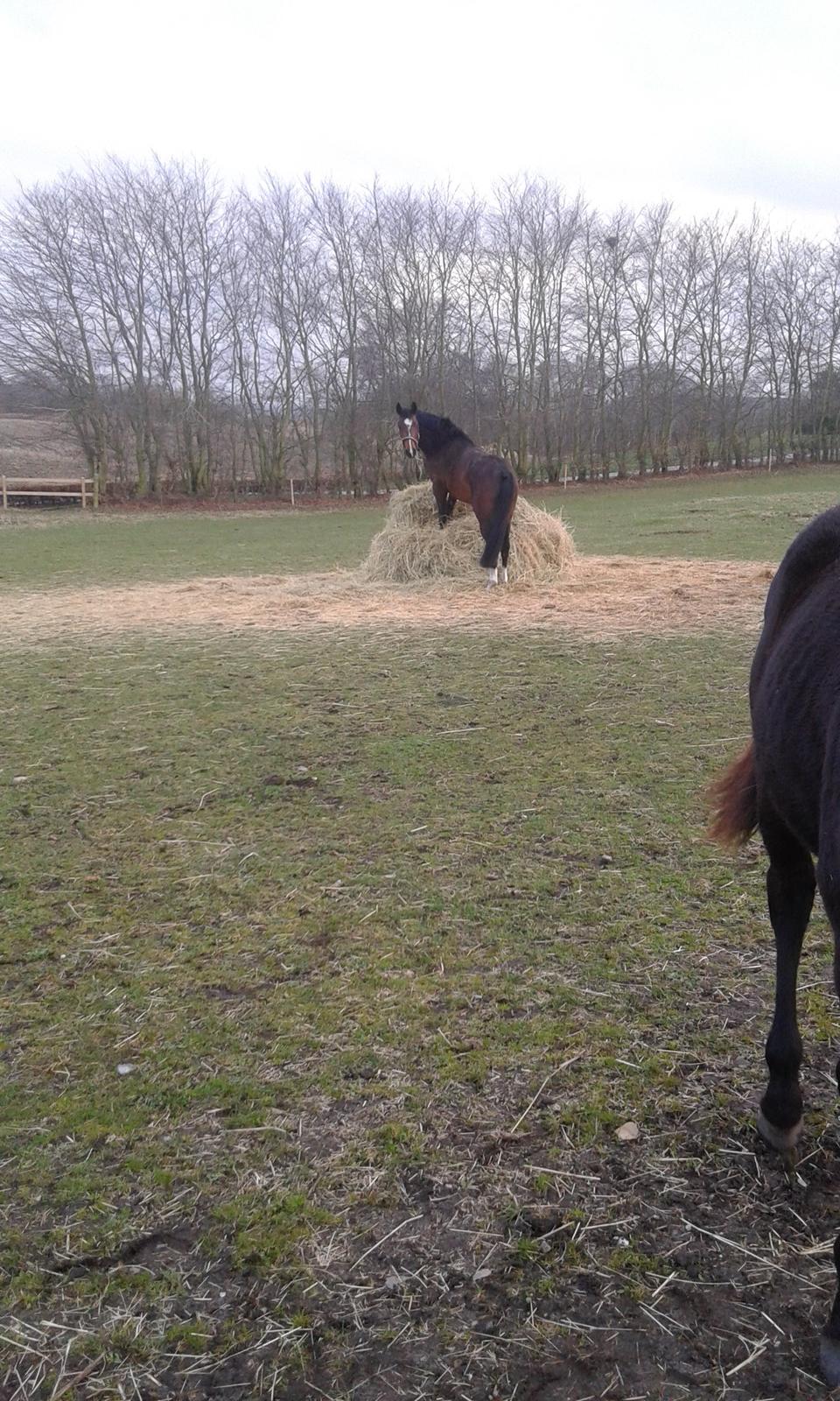 Dansk Varmblod M.B Ambition's Boy billede 8