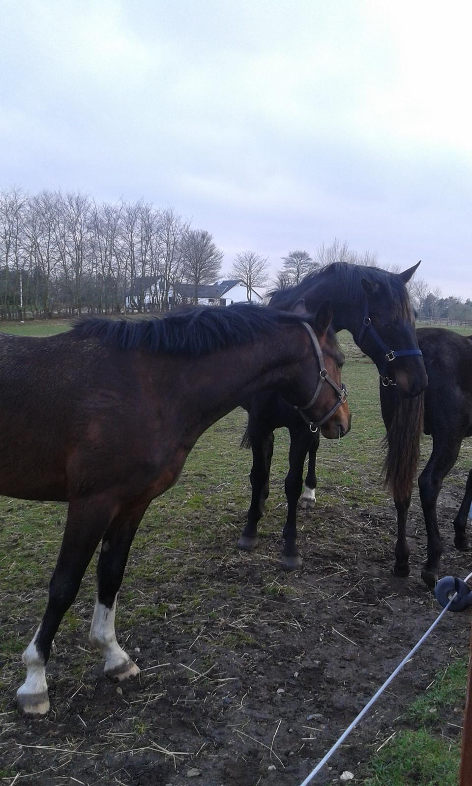 Dansk Varmblod M.B Ambition's Boy billede 13