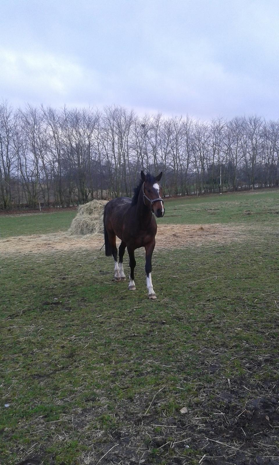 Dansk Varmblod M.B Ambition's Boy billede 6