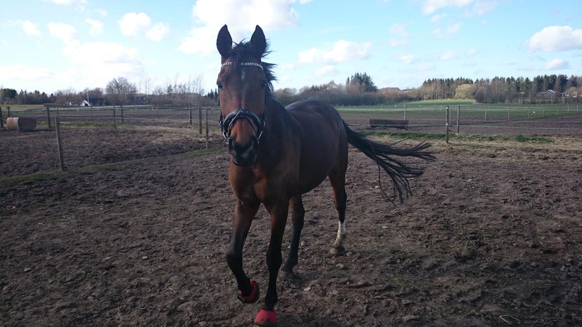 Dansk Varmblod Wilhelm - R.I.P. billede 20