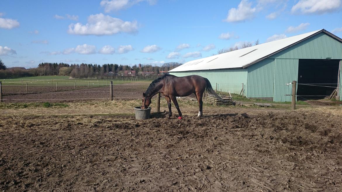 Dansk Varmblod Wilhelm - R.I.P. billede 21