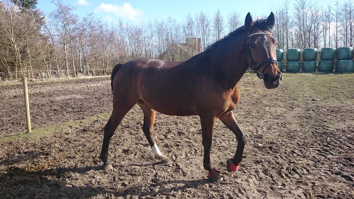 Dansk Varmblod Wilhelm - R.I.P. billede 22