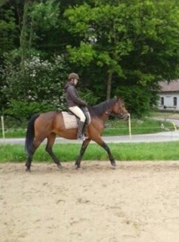 Welsh Partbred (Sec F) Luka (fibiger's Luka) (solgt) billede 22