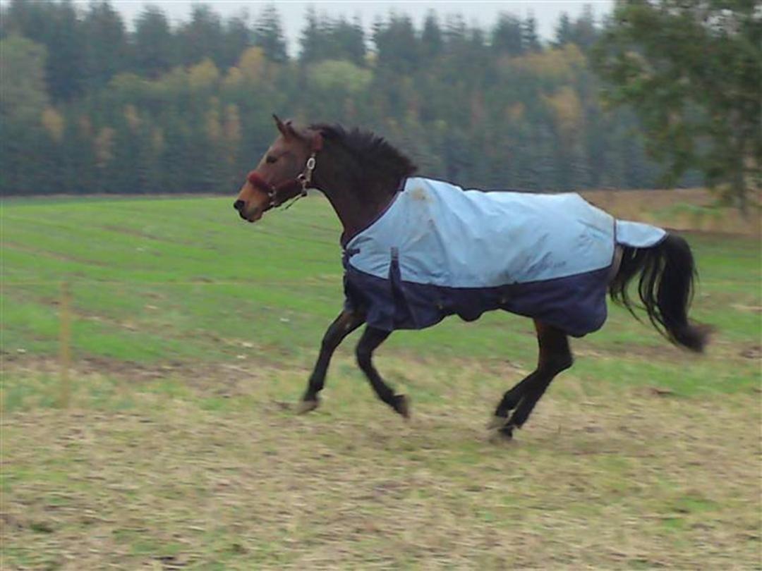 Welsh Partbred (Sec F) Luka (fibiger's Luka) (solgt) billede 28