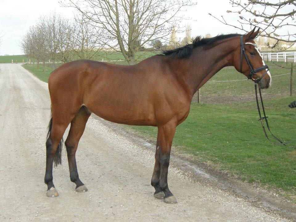 Dansk Varmblod Villumhøjs Picasso billede 14