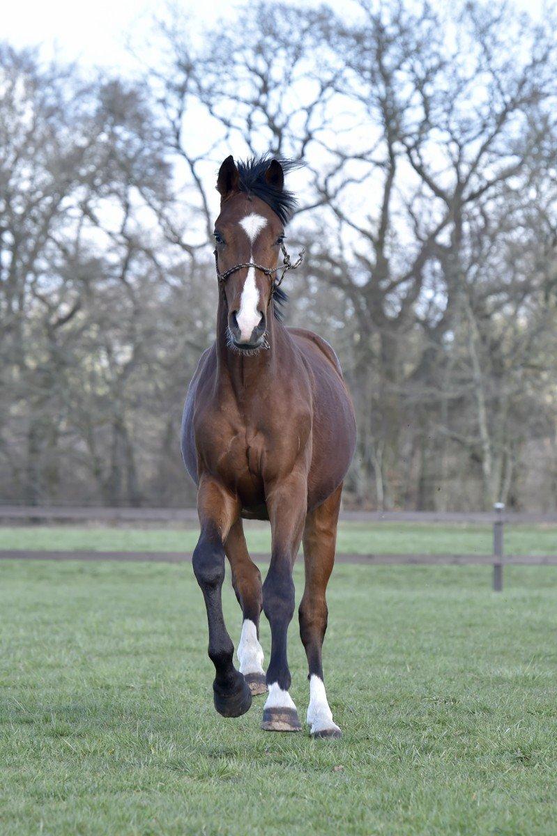 Dansk Varmblod Era Picture - Perfect billede 6