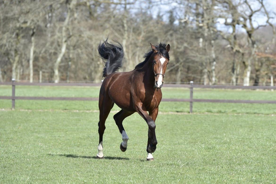 Dansk Varmblod Era Picture - Perfect billede 4