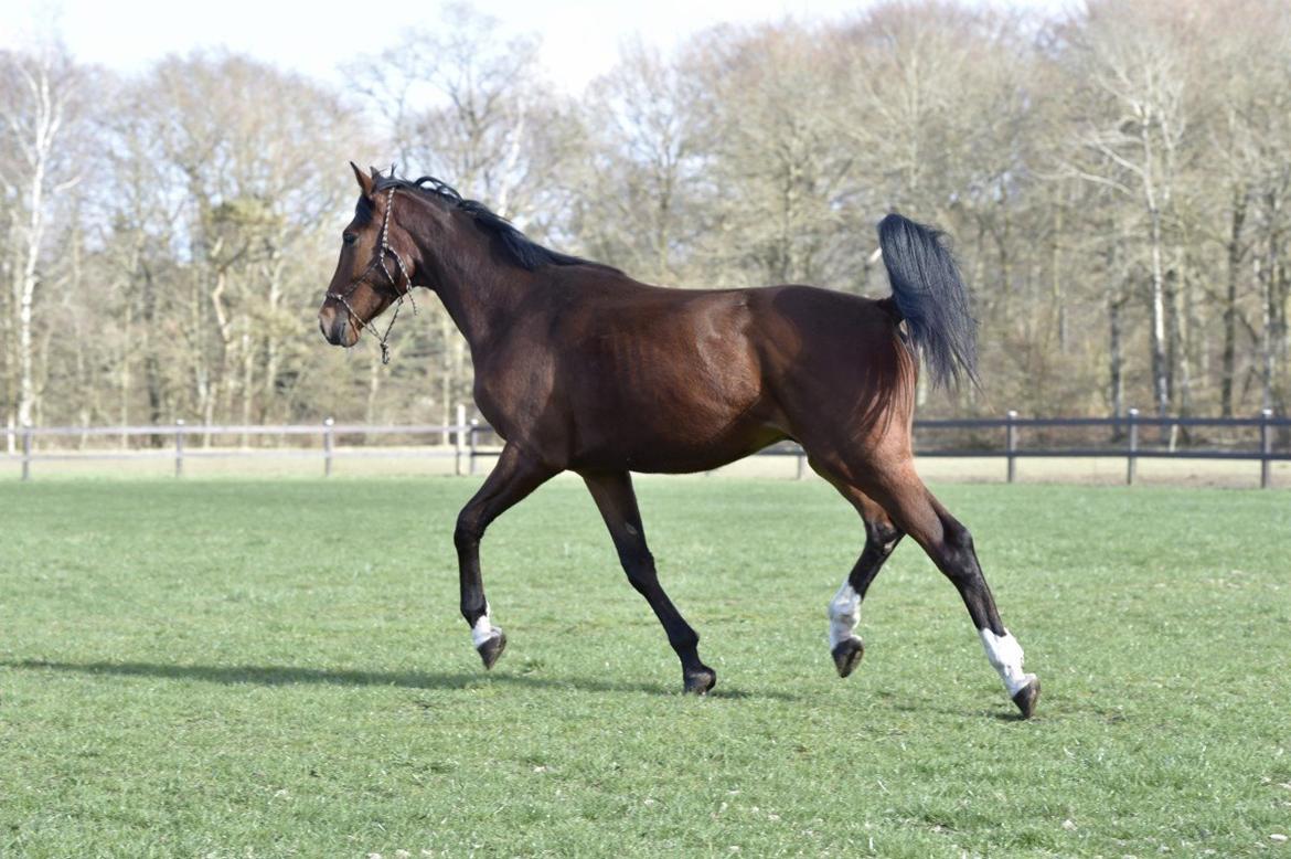 Dansk Varmblod Era Picture - Perfect billede 7