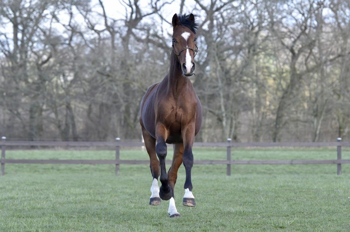 Dansk Varmblod Era Picture - Perfect billede 3