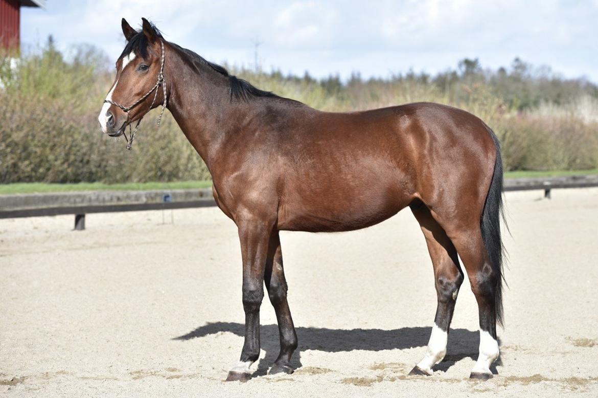 Dansk Varmblod Era Picture - Perfect billede 9