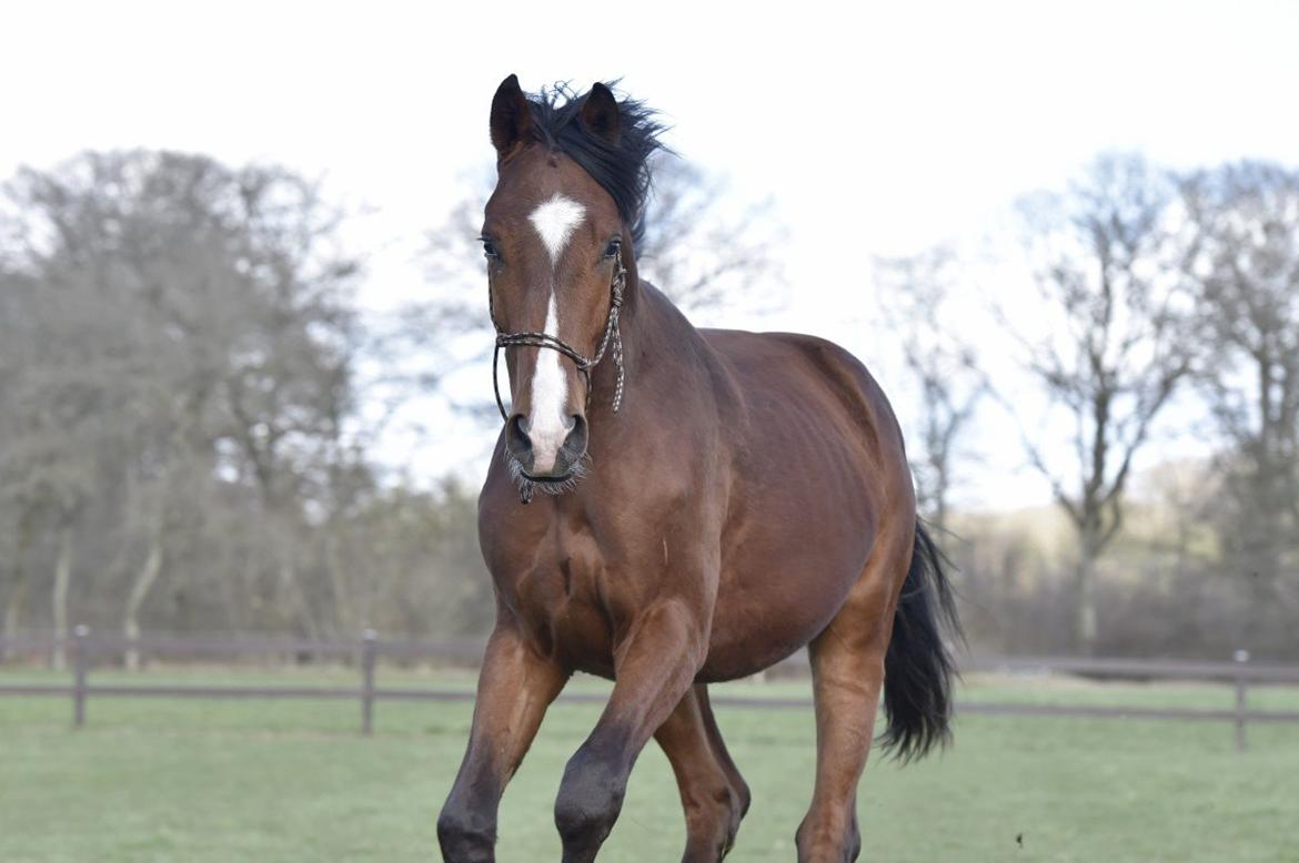 Dansk Varmblod Era Picture - Perfect billede 8