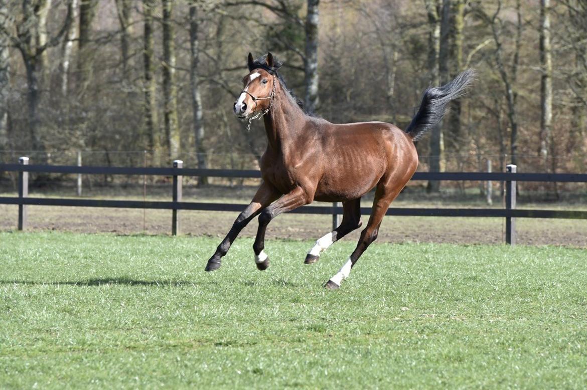 Dansk Varmblod Era Picture - Perfect billede 10