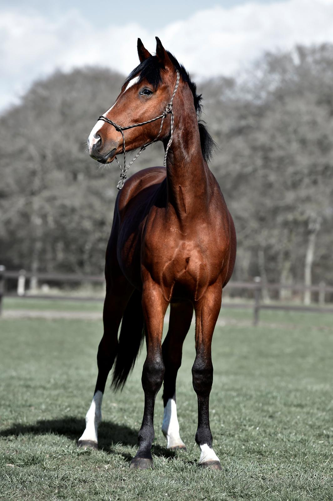 Dansk Varmblod Era Picture - Perfect billede 1