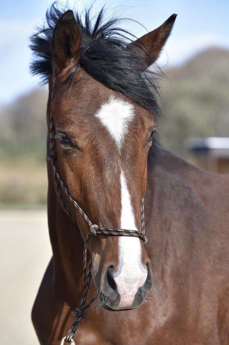 Dansk Varmblod Era Picture - Perfect billede 13