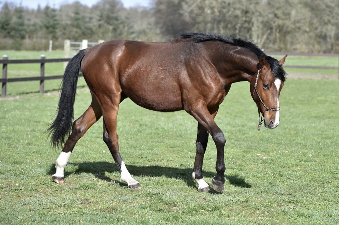 Dansk Varmblod Era Picture - Perfect billede 11