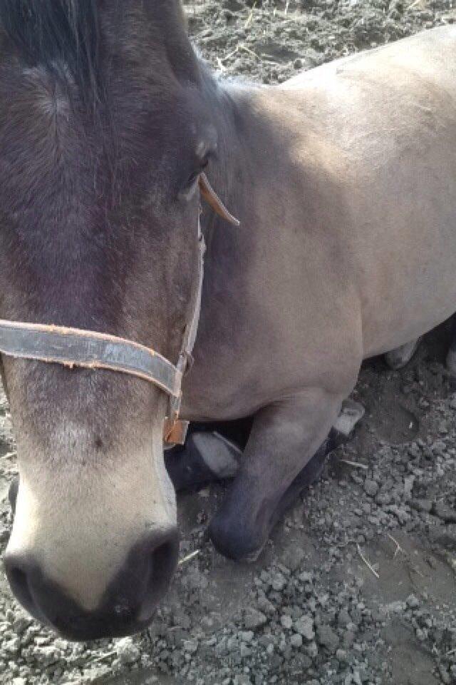 Quarter Dq Fire Deano Jack billede 15