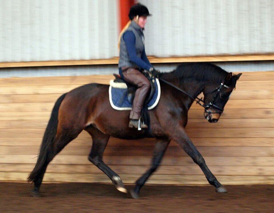 Trakehner Tender princess - Ved gamle ejer billede 7