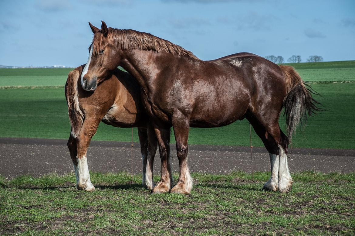 Welsh Cob (sec D) Trenewydd Robina (Robs) billede 3