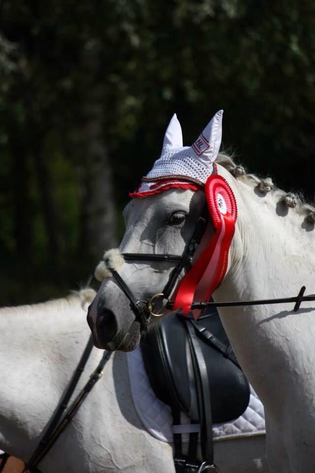 Anden særlig race Magic Latoya - Vestegnsmester spring pony 2014 billede 15