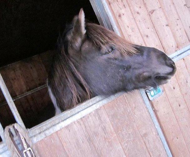 Anden særlig race Lucky Boy billede 1