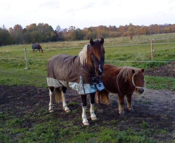 Anden særlig race Lucky Boy billede 2