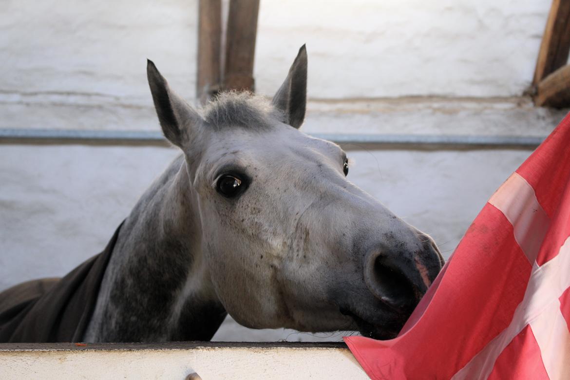 Connemara Mosegårdens Mascha  - Maschas 8 års fødselsdag! :) hun elskede det! <3 <3 billede 6