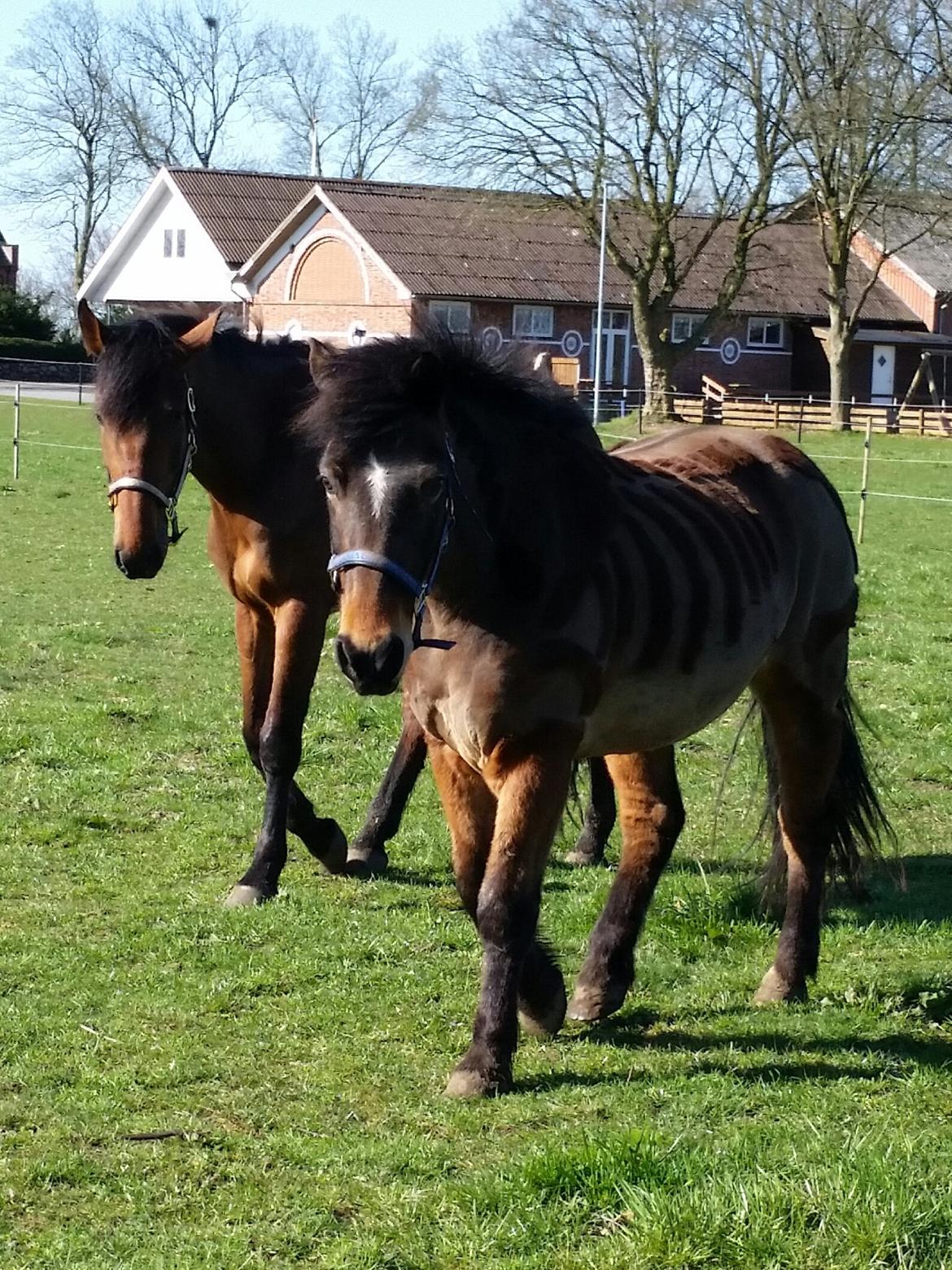 Anden særlig race Kokholms calypso - bamsen viser calypso rundt billede 9