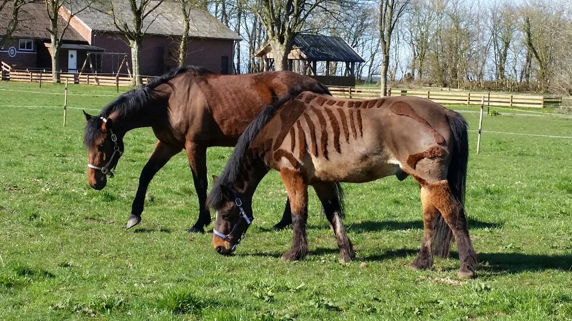 Anden særlig race Kokholms calypso billede 10