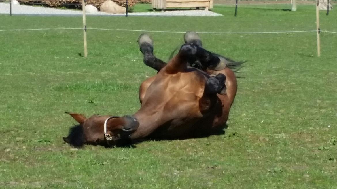 Anden særlig race Kokholms calypso billede 12