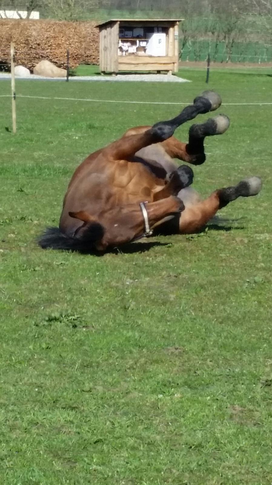 Anden særlig race Kokholms calypso - Ahhh en dejlig stor græs mark  billede 11