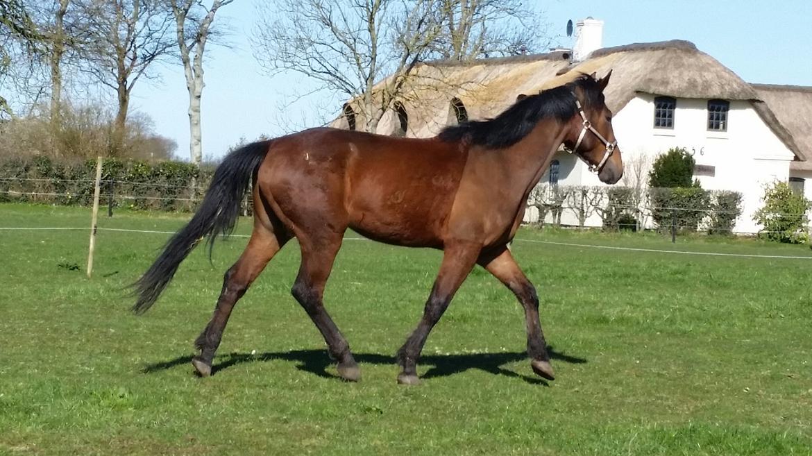 Anden særlig race Kokholms calypso billede 14