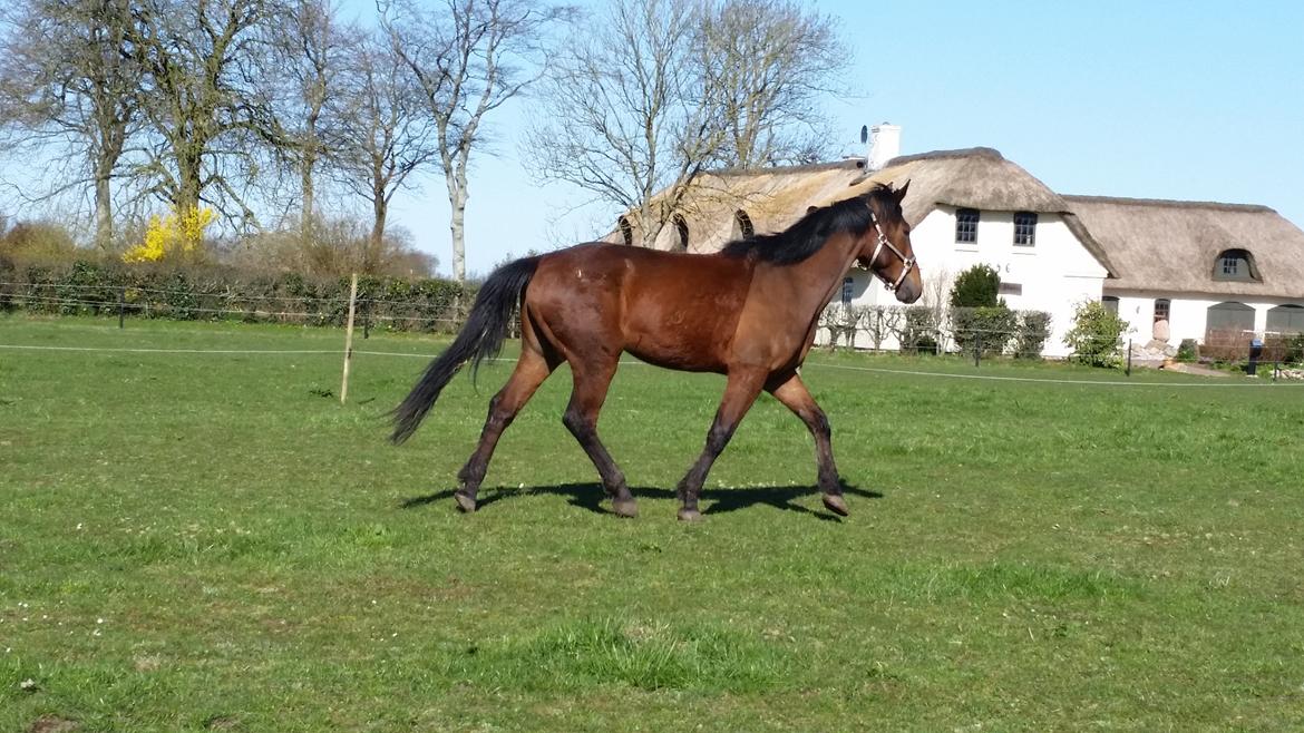 Anden særlig race Kokholms calypso billede 15