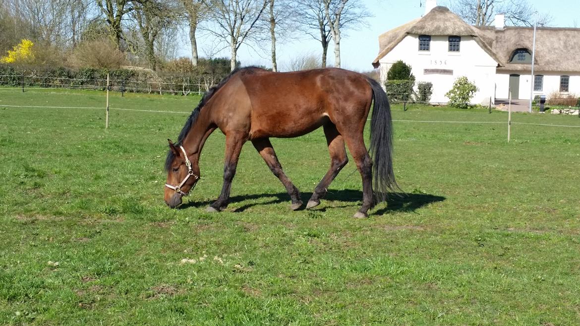 Anden særlig race Kokholms calypso billede 16