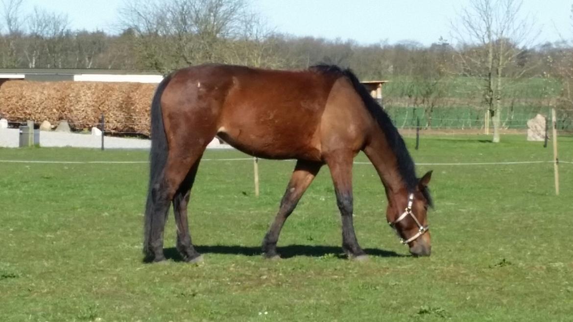Anden særlig race Kokholms calypso billede 13