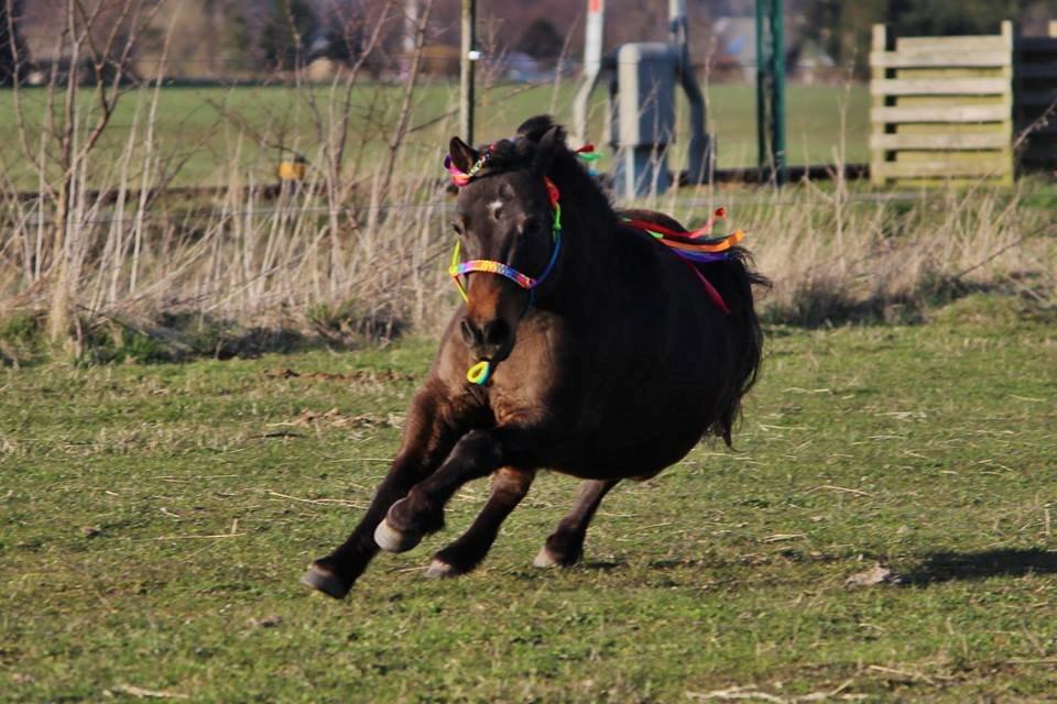 Shetlænder Sofus " My Soulmate:')"<3 - fuld fart på folden, april 2015 Foto af Sofie Andersen billede 13