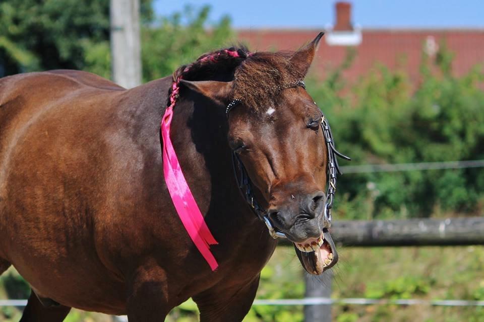 Shetlænder Sofus " My Soulmate:')"<3 - Foto af Sofie Andersen billede 24