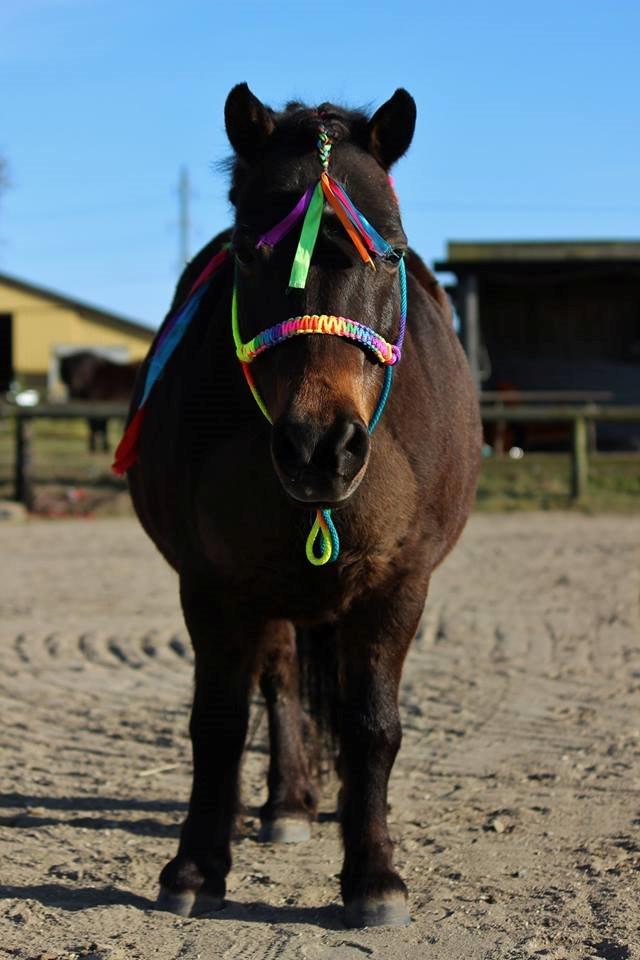 Shetlænder Sofus " My Soulmate:')"<3 - regnbue pony :D Foto af Sofie Andersen billede 8