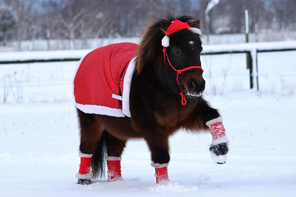 Shetlænder Sofus " My Soulmate:')"<3 - Her løfter sofus ben, et trick Katrine har lært ham <3 Foto af Sofie Andersen billede 25